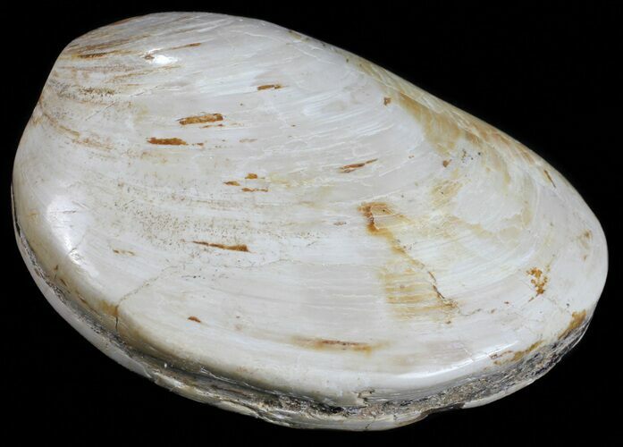 Wide Polished Fossil Clam - Jurassic #55231